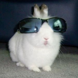 Meet your Posher, Diona